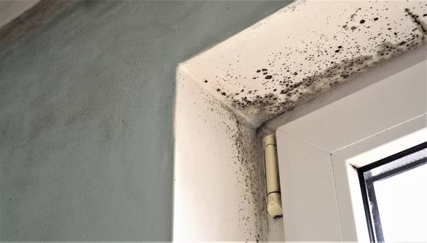 Mold Documentation for Insurance Claims in East Grand Forks, MN
