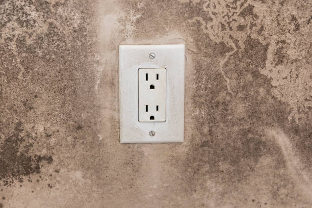 Best Real Estate Mold Inspection  in East Grand Forks, MN