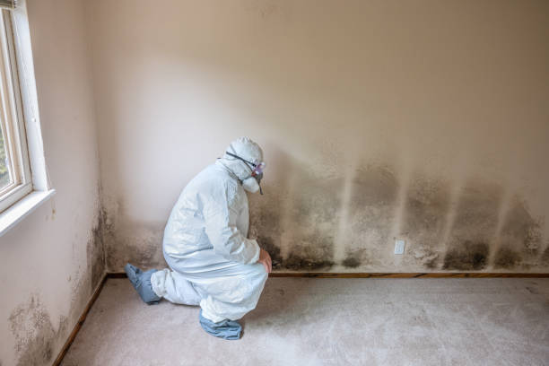 Best Crawl Space Mold Remediation  in East Grand Forks, MN