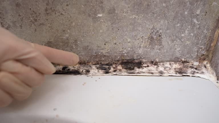 Best Forensic Mold Investigation  in East Grand Forks, MN