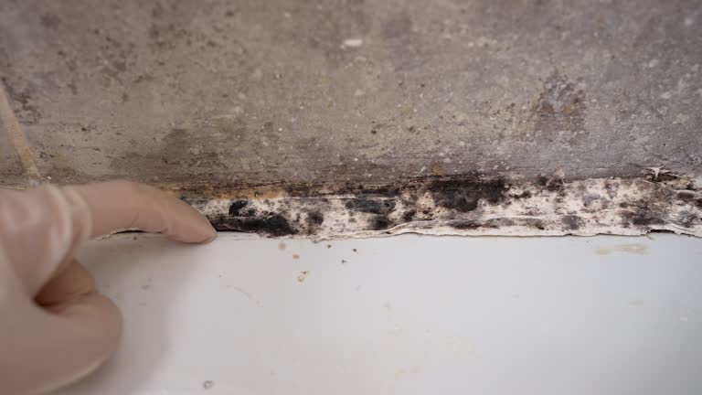 East Grand Forks, MN Mold Removal Company